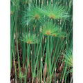 papyrus sedge , paper reed,پاپیروس
